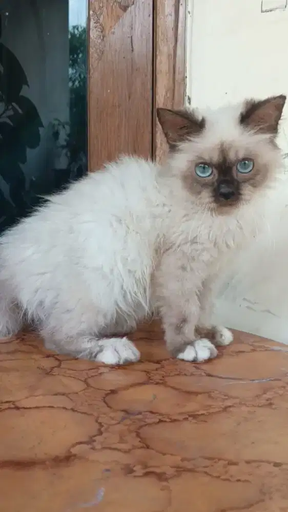 kucing Persia Himalaya