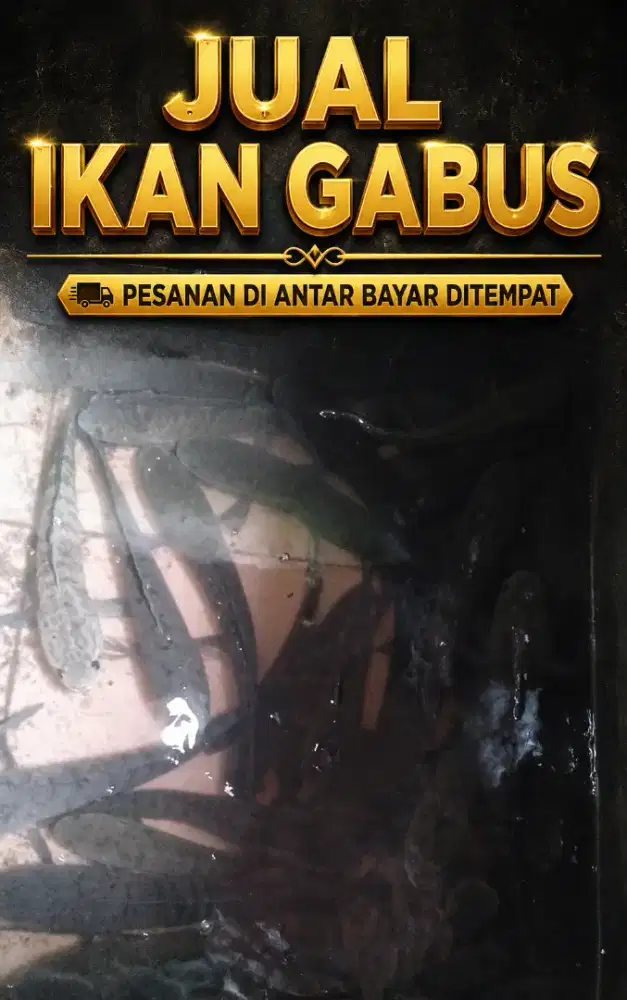 Bahan kuliner kaya gizi (ikan gabus)