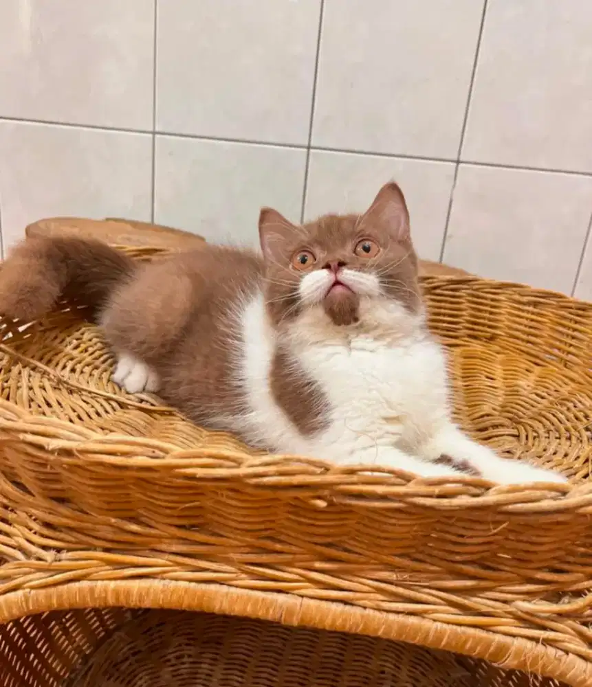 KITTEN ANAK KUCING BSH BRITISH SHORTHAIR BICO CINNAMON JANTAN