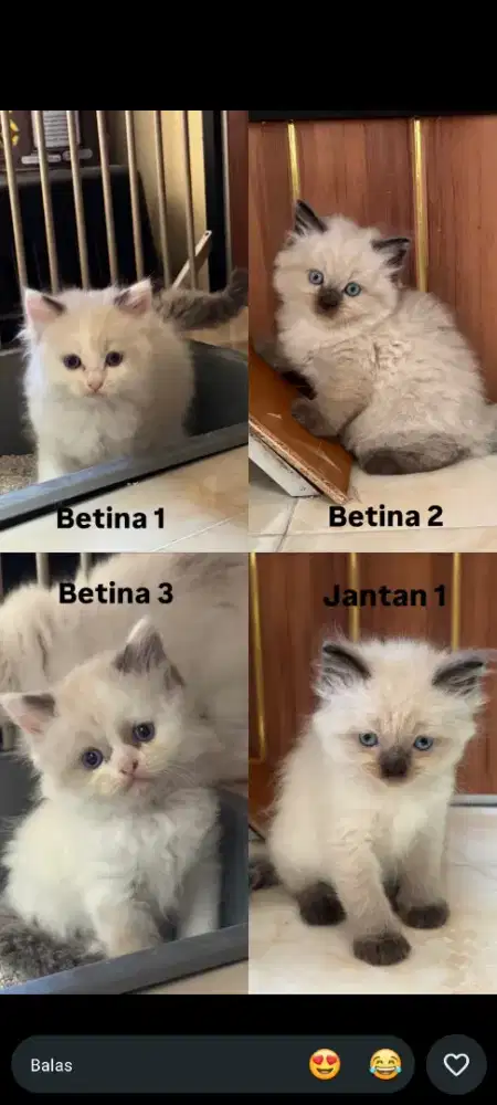kucing kotten anakan anggora persia himalaya ragdoll mainecoon british