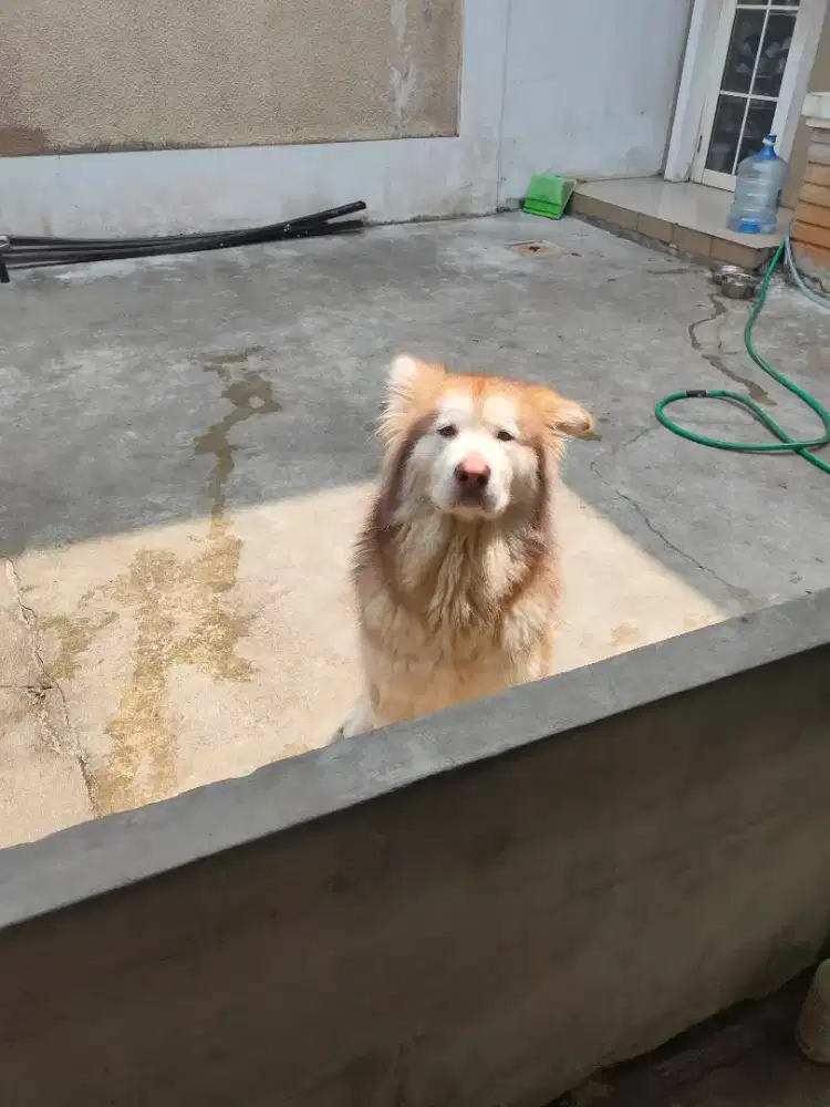 Dijual alaskan malamute betina