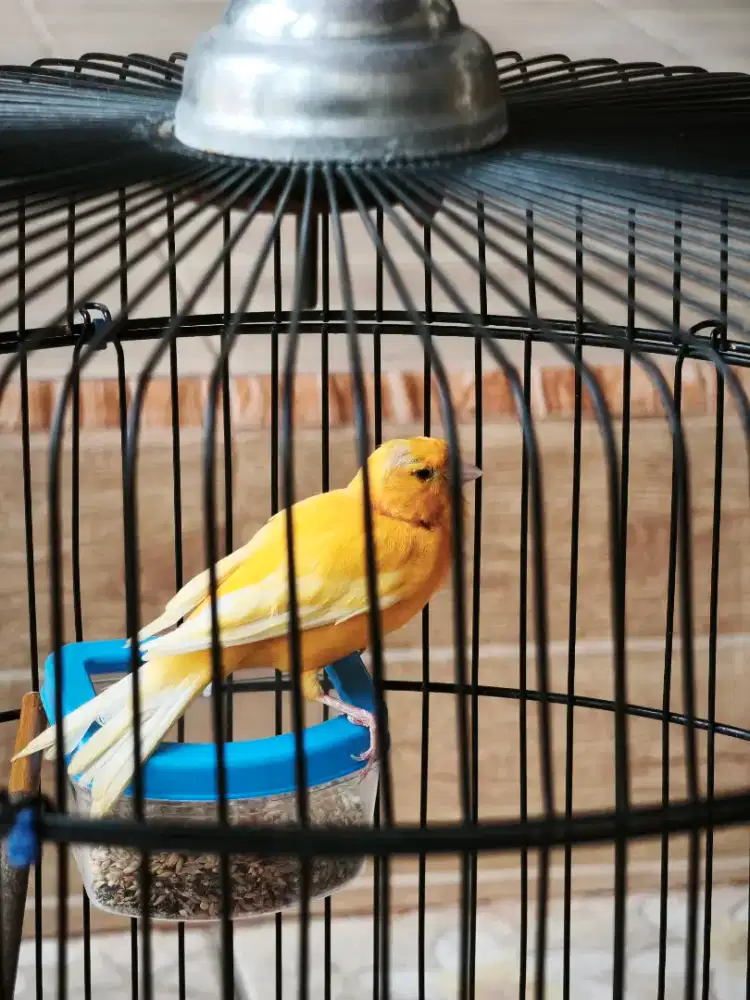 Dijual murah kenari loper jantan kuning yellow