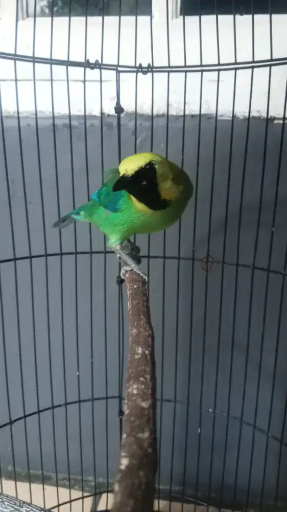 Burung ranting jantan