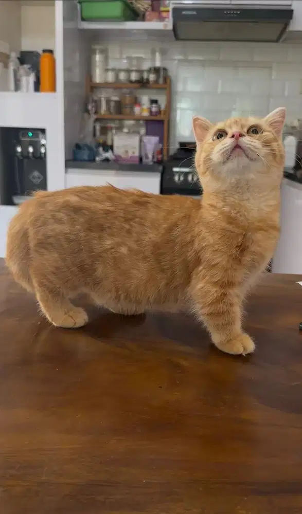 Bsh munchkin blue golden red