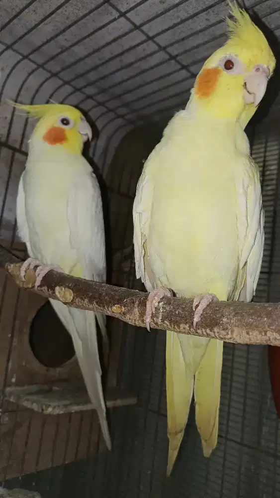 Pasangan Falk lu tino mm pearl