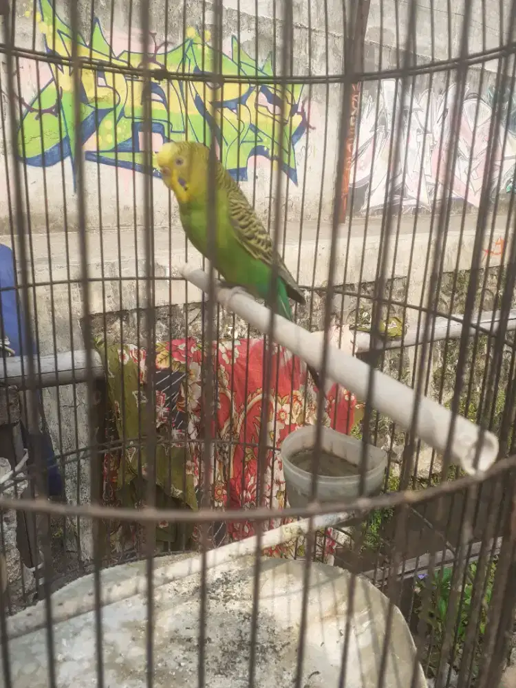 Jual burung parkit bodi gede warna fulset