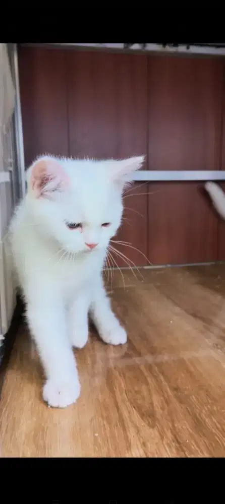 NS Munchkin tinggal 1 ekor bety