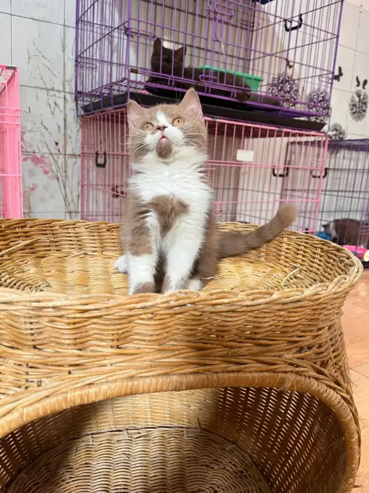 ANAK KUCING BSH BRITISH SHORTHAIR BICO CINNAMON 3BULAN JANTAN NONPED