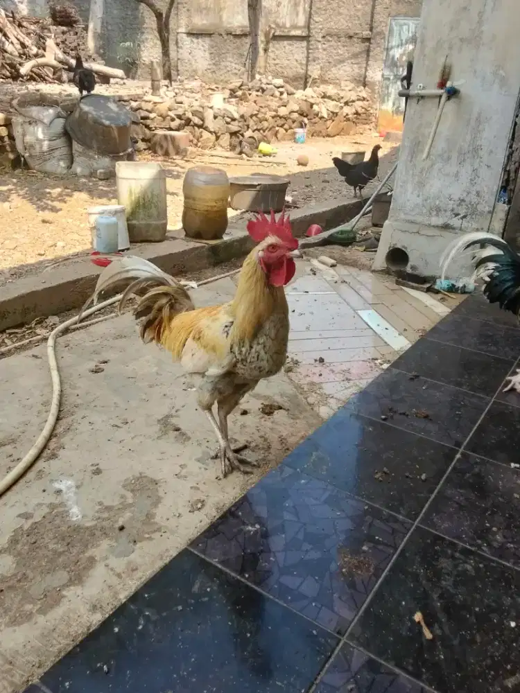 Ayam BaLung (Bangkok-Pelung)