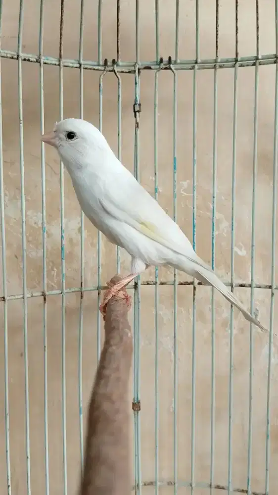 Kenari Spanish Timbrado Putih Betina