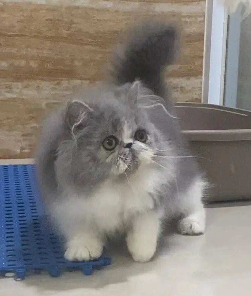 Kucing Persia Peaknose jantan 3,5 bulan