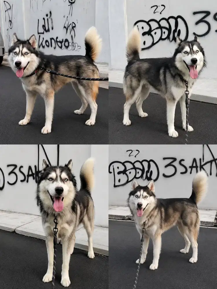 JUAL HUSKY BETINA