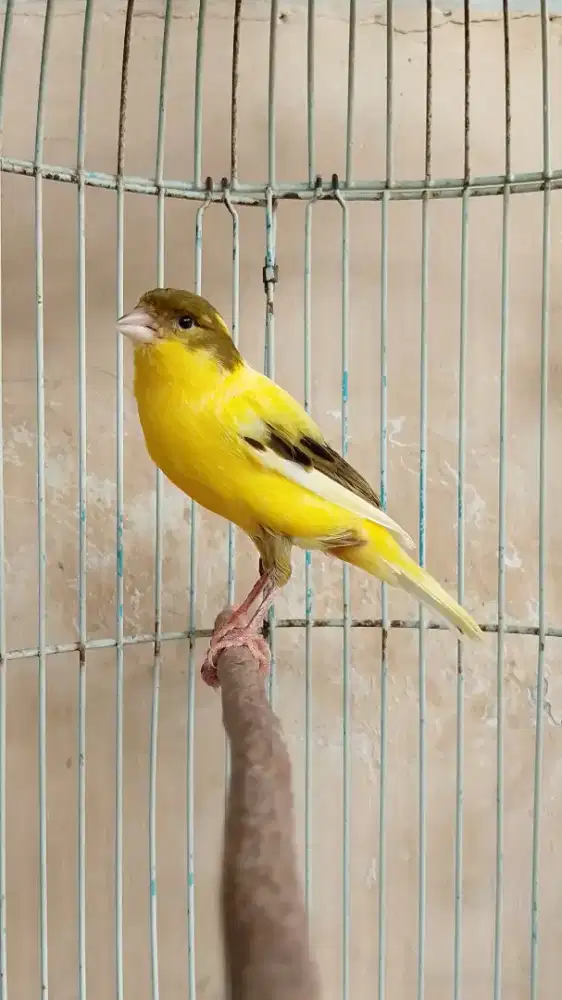 Kenari Spanish Timbrado, Kuning Bon Betina