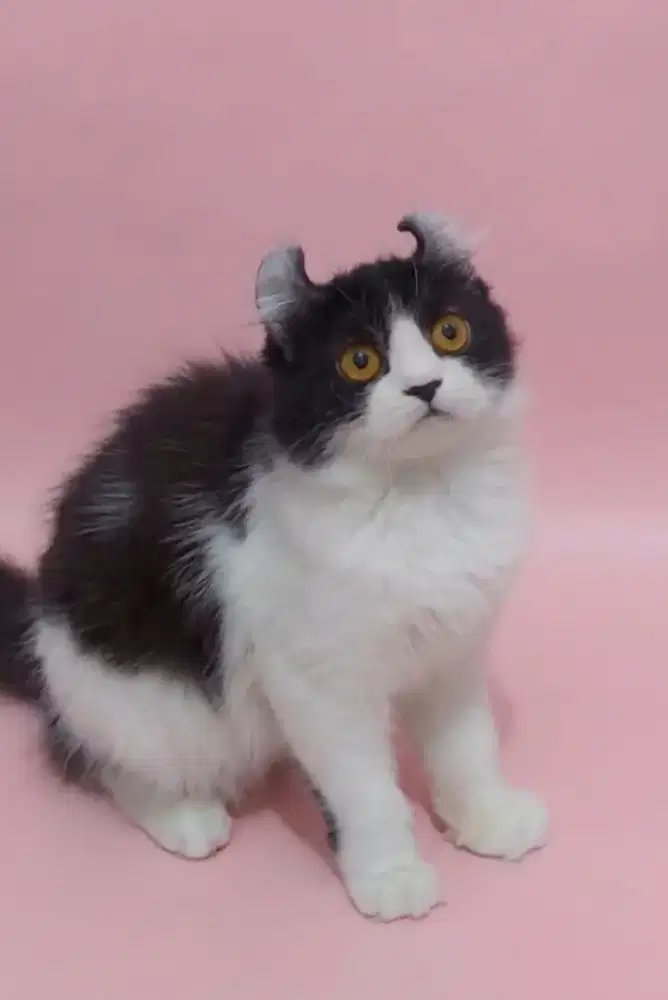 Kucing Kitten American Curly line Import