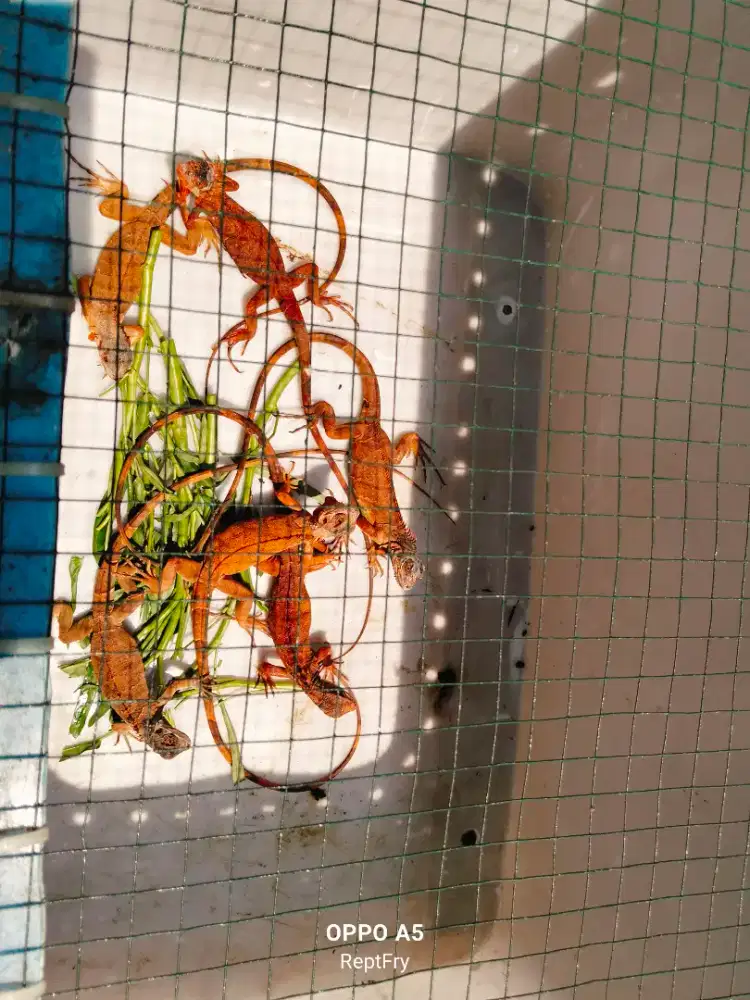 Super red iguana size 55 60cm mulus