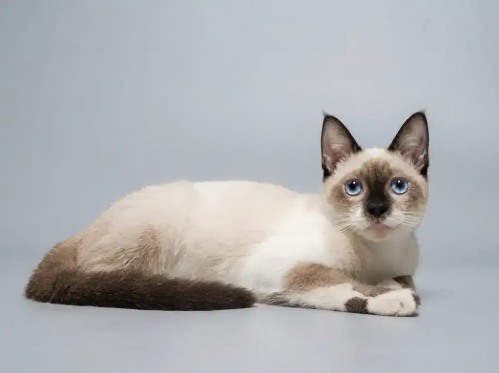 Kucing Siam / Siamese jantan 5 bulan