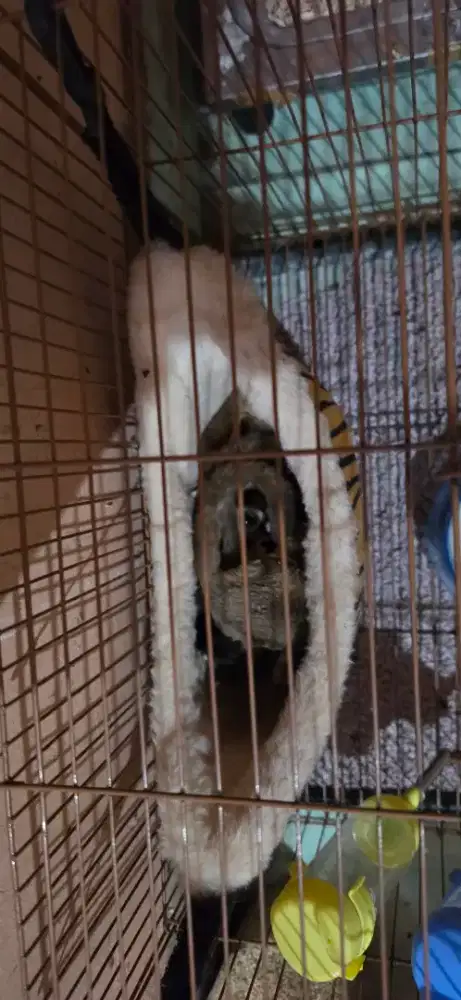 Dijual Santai Sugar glider