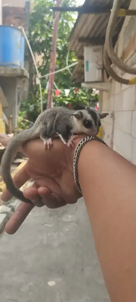 Sugar glider wf Joey jantan 1,5 bulan