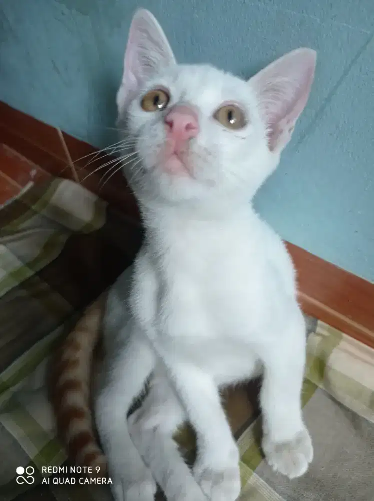 Dijual kucing lokal umur 3bulan lebih