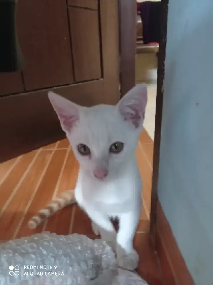 Dijual kucing  umur 3bulan lebih