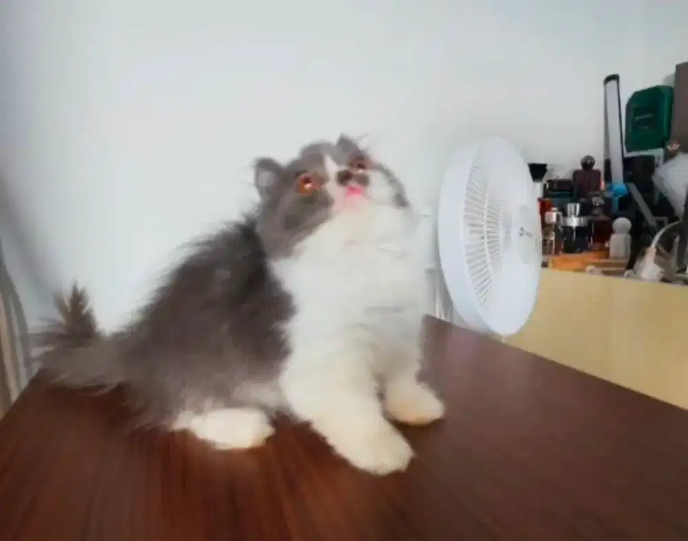 Jual kucing Munchkin kaki pendek umur 3 bulan betina