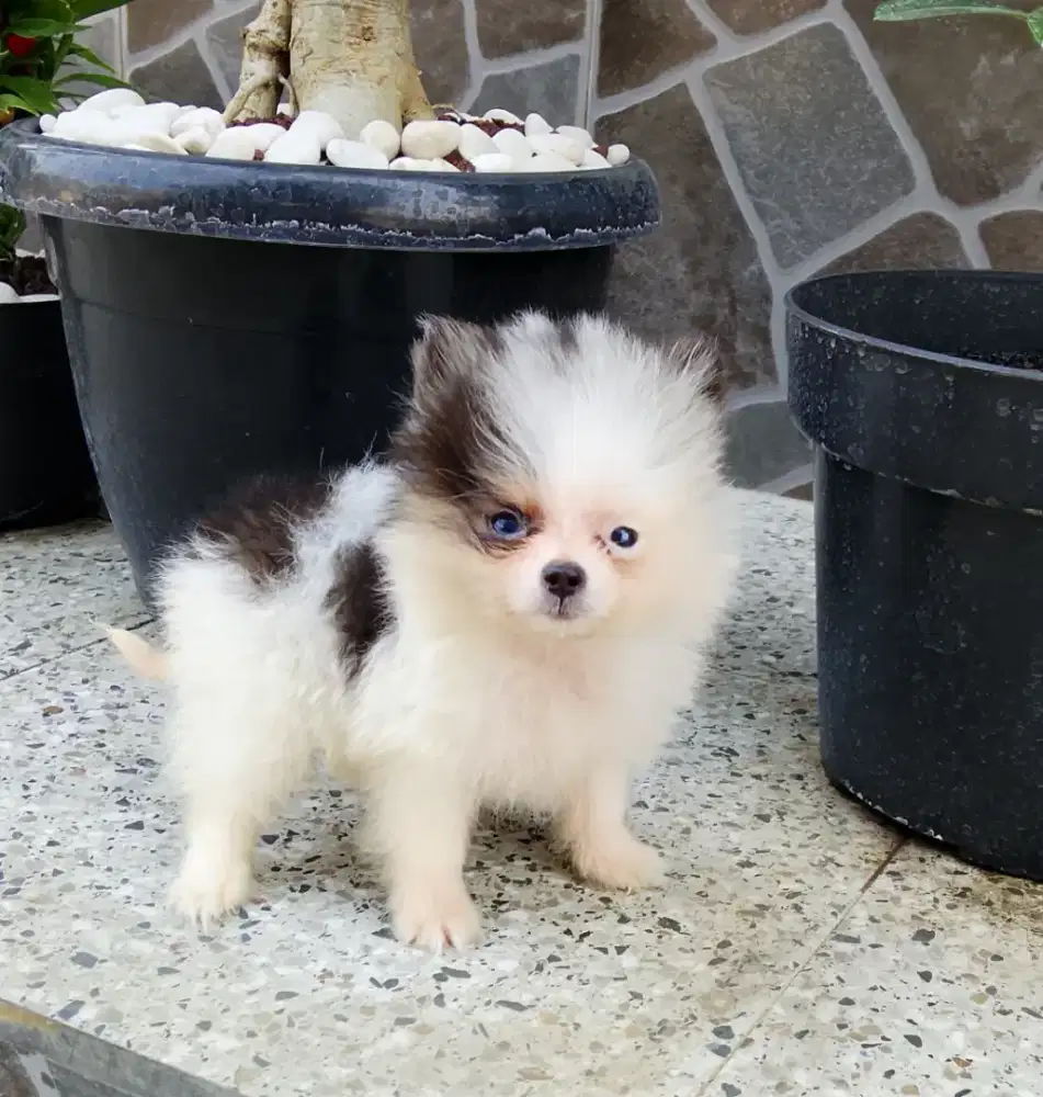 Anjing mini pom teacup betina