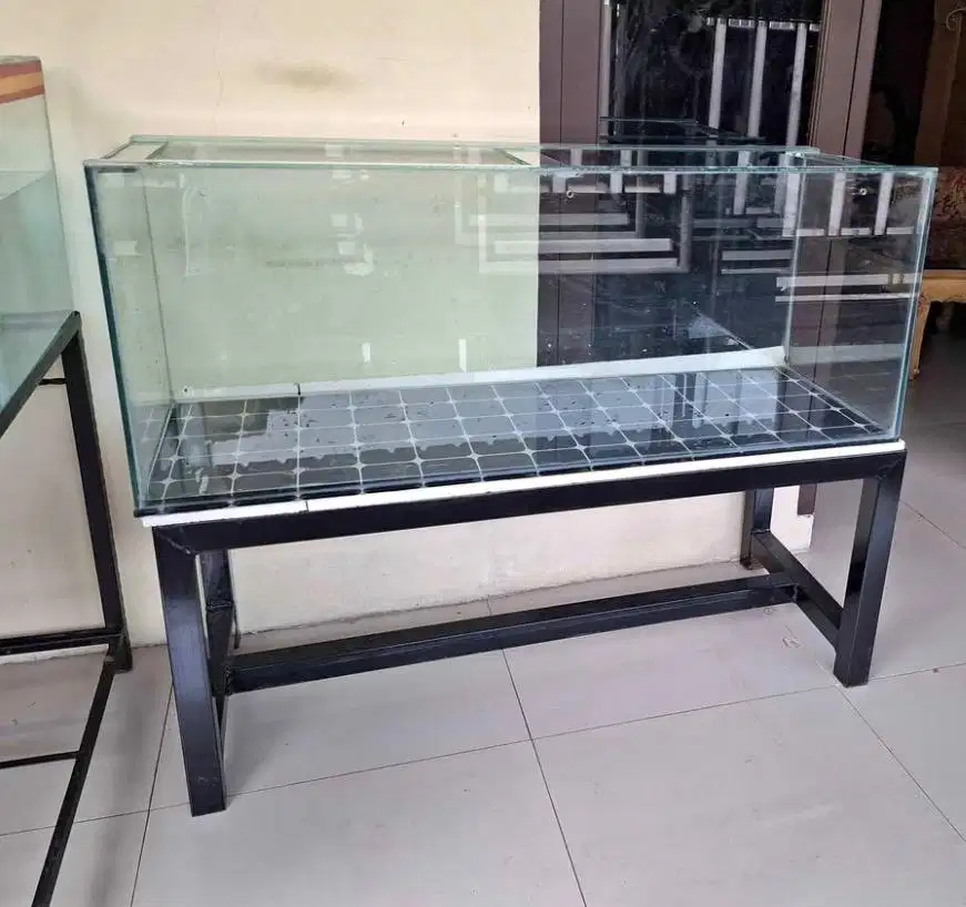Aquarium ikan predator banyak bonus