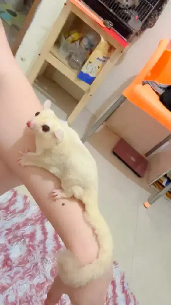 Suger glider indukan