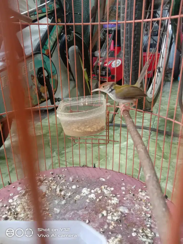 jual burung prenjak emas jantan bunyi makan pur