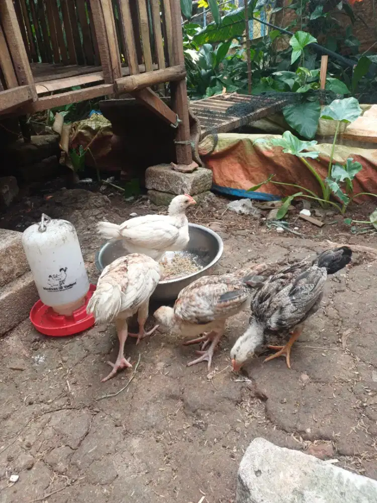 Anak ayam umur 1 bulan
