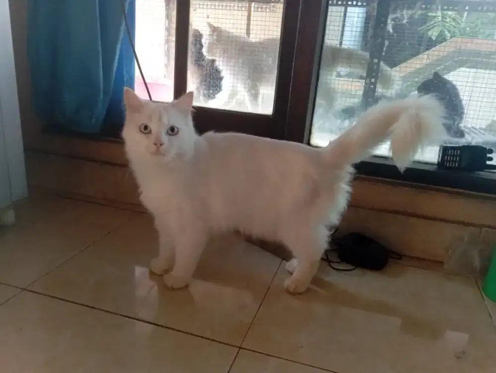 Jual Kucing Persia