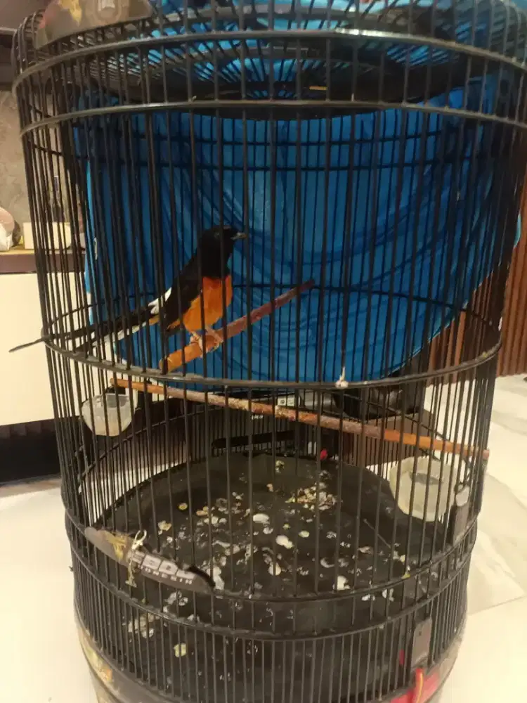 Burung Murai Batu Rawatan Rumahan