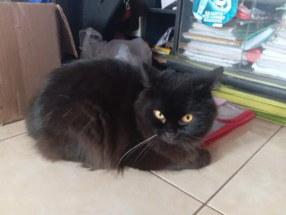 Jual Kucing Persia