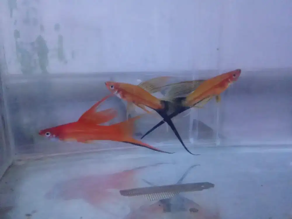 IKAN PLATY SIMPSON SLAYER