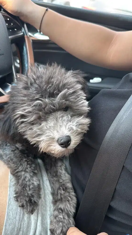 Toy Poddle Silver