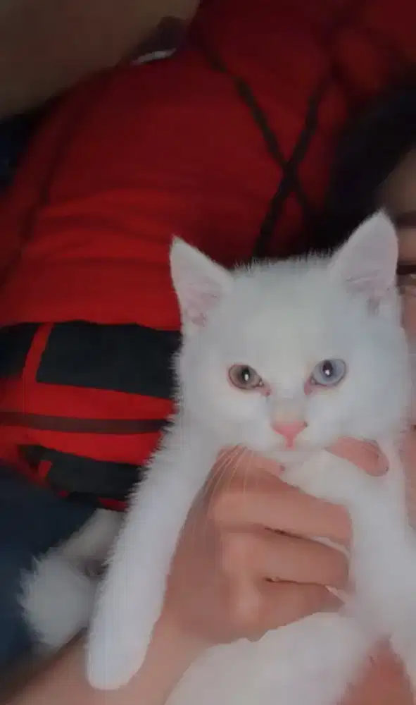 Kucing BSH mix Persia Putih Odd Eyes - Unik, Sehat, & Lincah (4 Bulan)