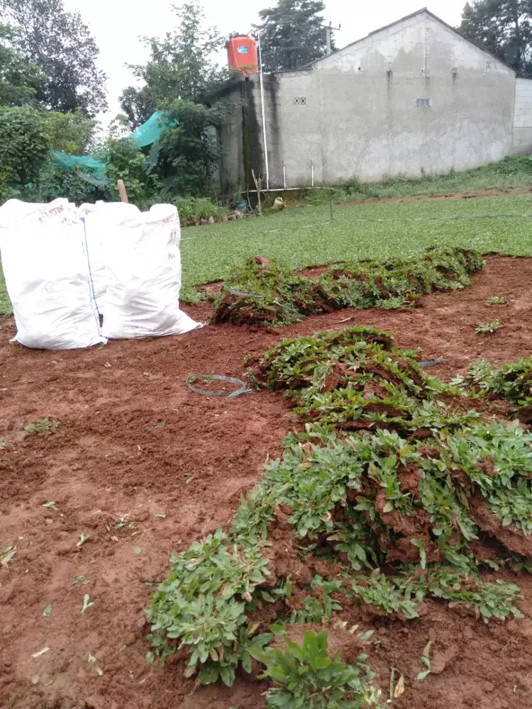 Rumput gajah mini
