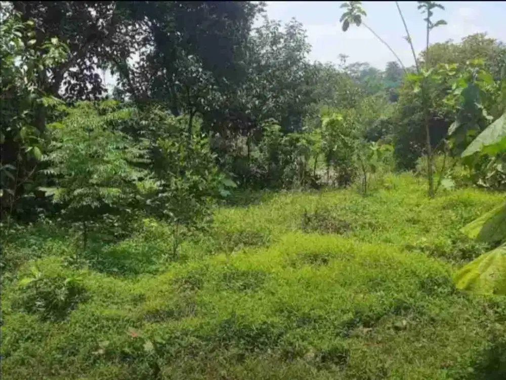 Kebun rambutan 2200 m2 90 rb/ m2 Dekat exit tol Kalijati Subang
