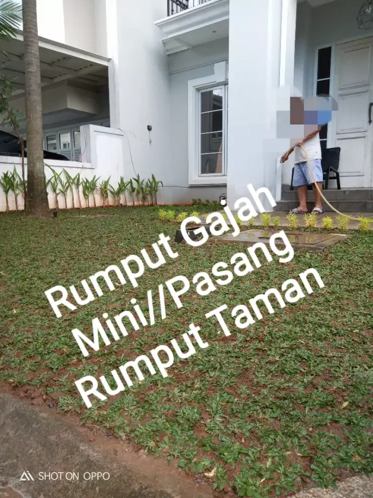 Pasang rumput//pasang taman