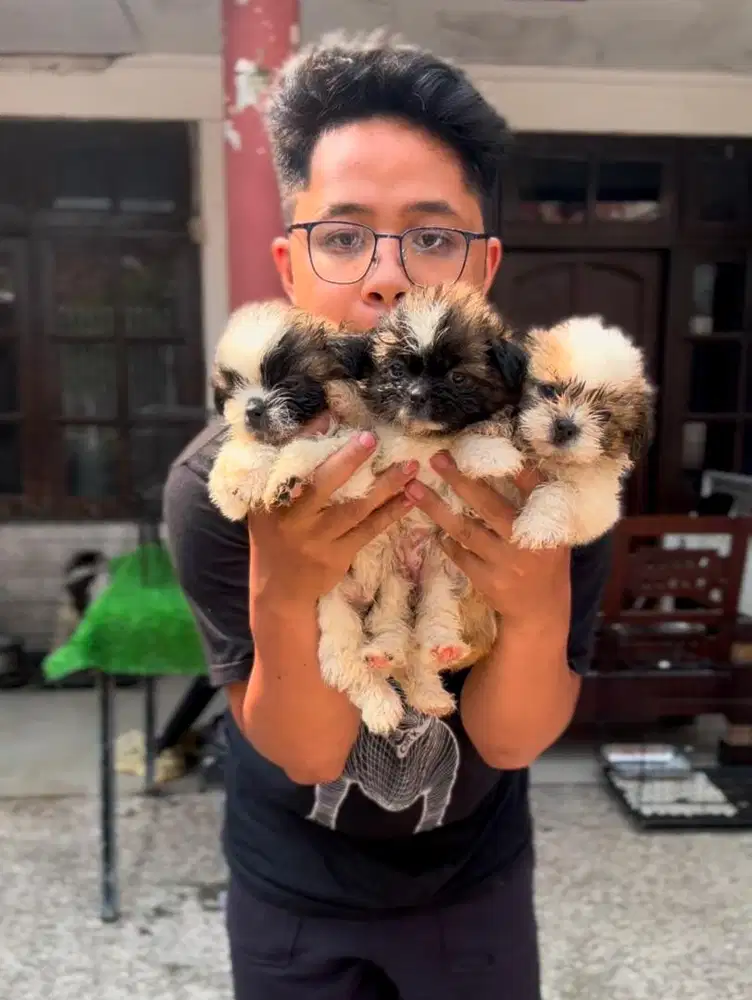 Jual anjing asli mini shitzu
