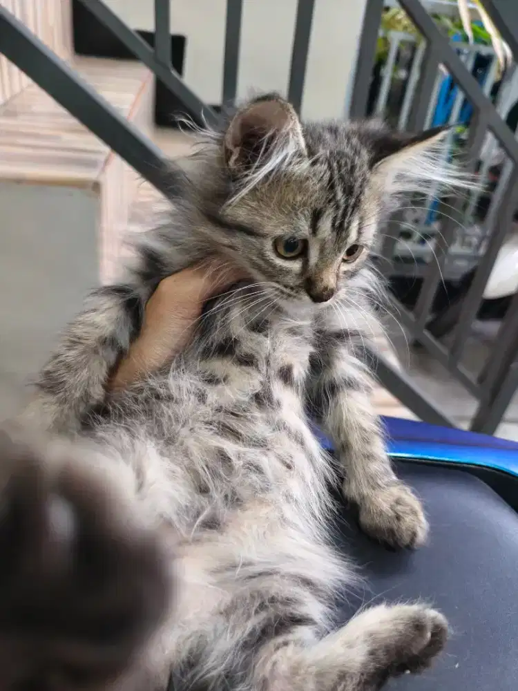 Kitten persia umur 2.5 bulan gratis adopt ganti pakan aja