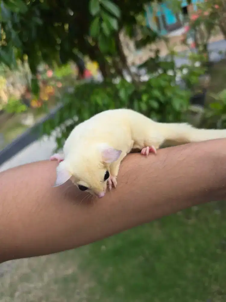Sugar Glider Joey Leucistic