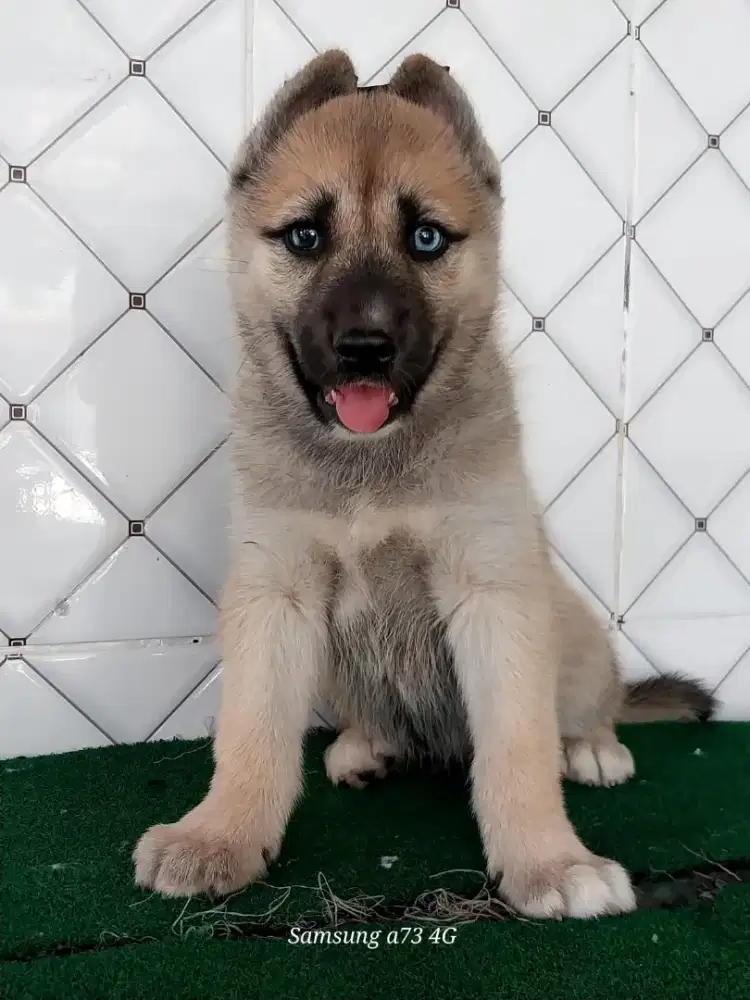 Anakan anjing ras mix