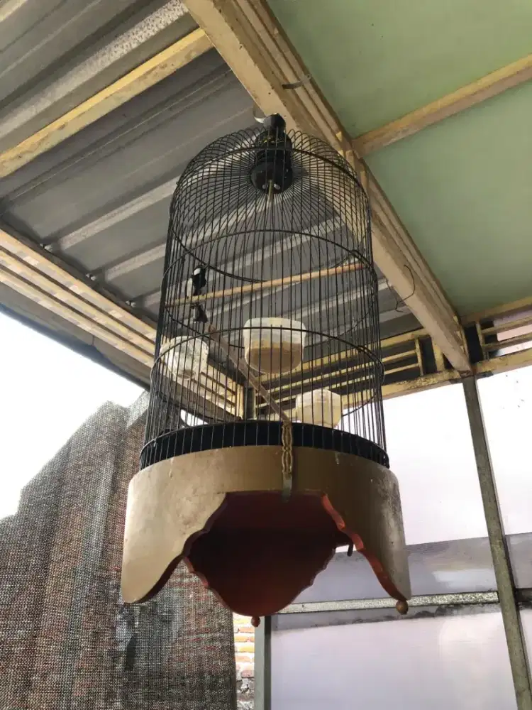 Burung glatik plus kk labet tebok jati
