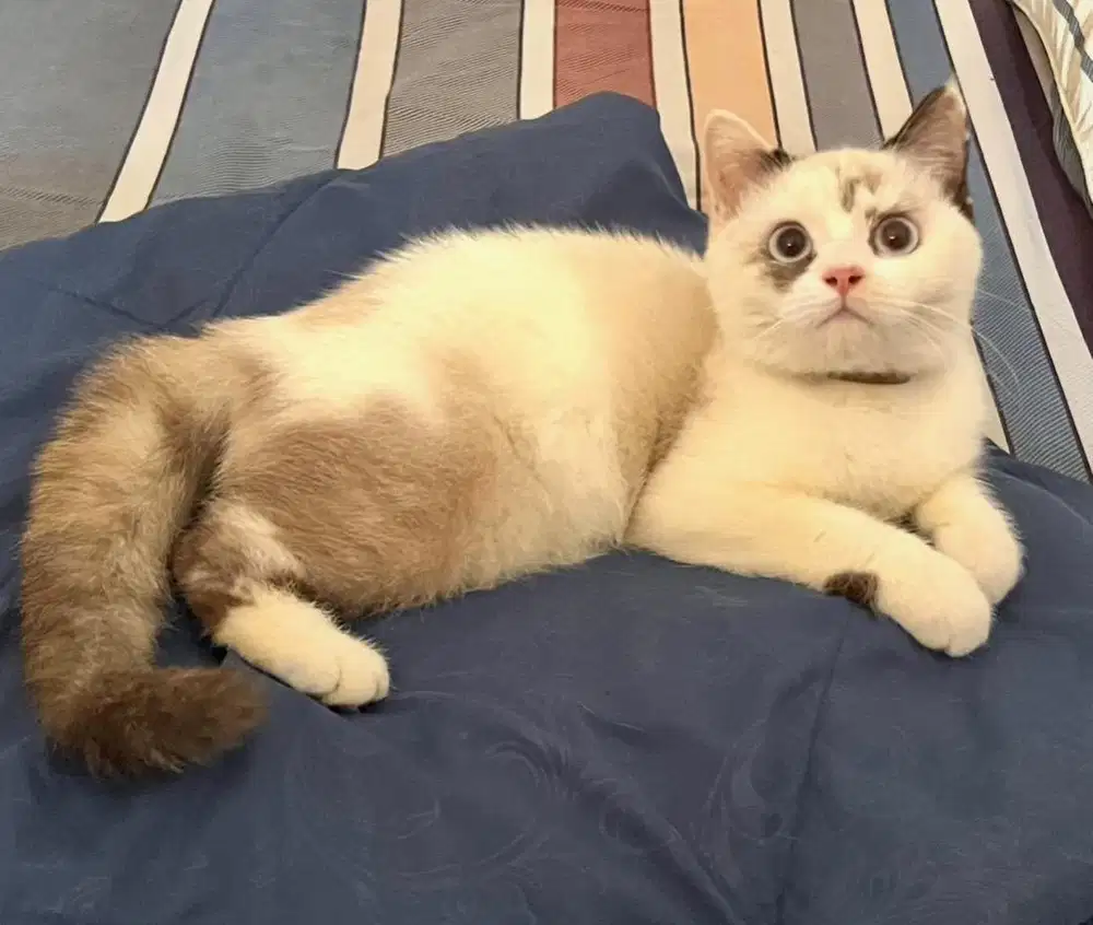 Kucing british shorthair bsh british short hair