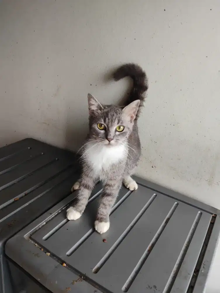 Kucing betina bsh mix persia