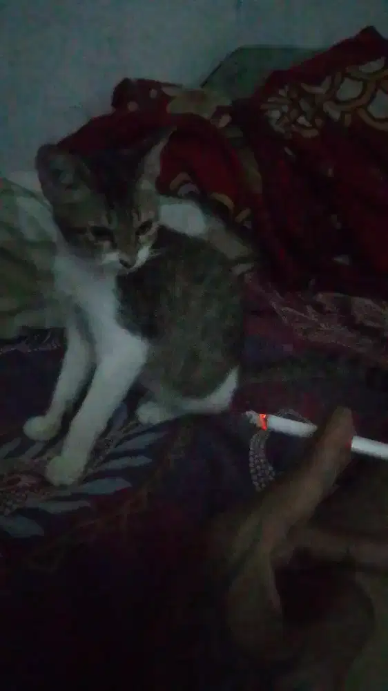 Jasa las listrik panggilan