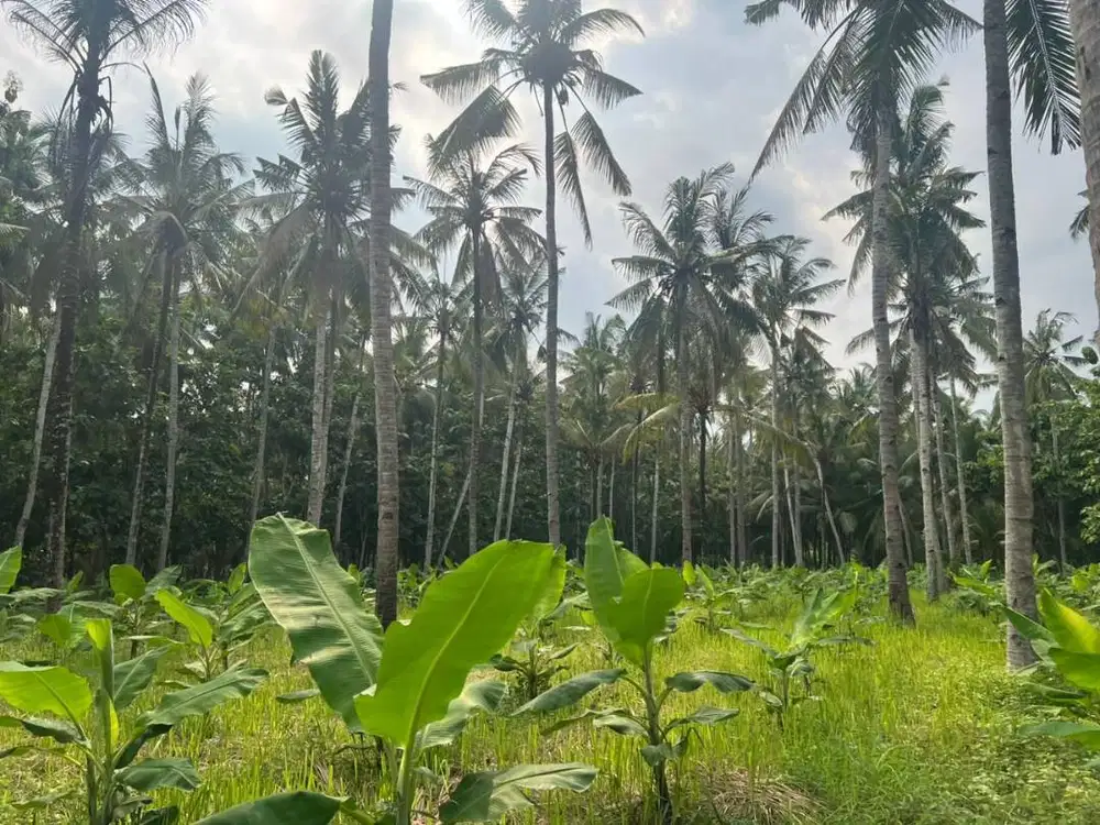 Dijual Cepat Kebun Kelapa Aktif luas 8530 m² - BANYUWANGI