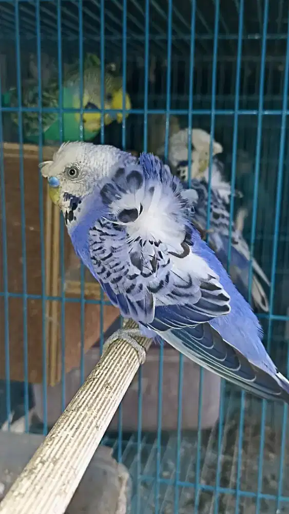 Sepasang parkit hagoromo
