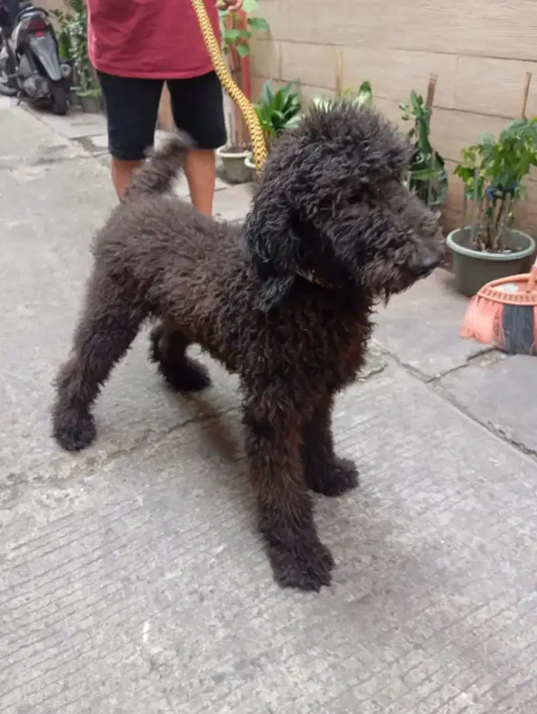 Anjing poodle giant 1 th jtn stb vak